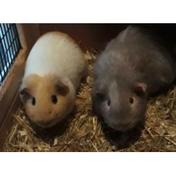 Cavia konijn hok kooi