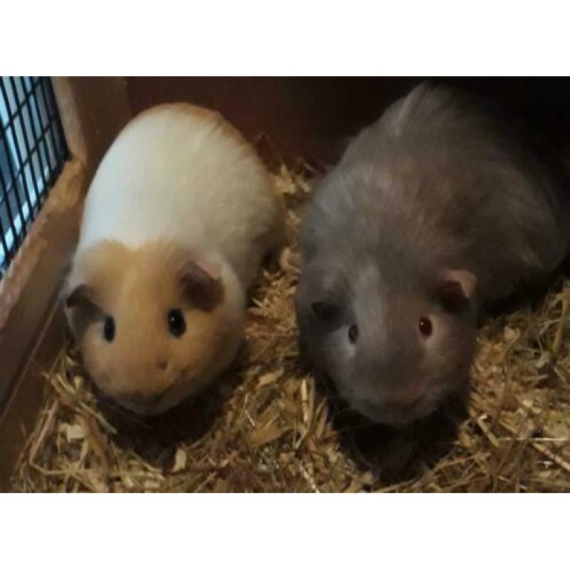 Cavia konijn hok kooi
