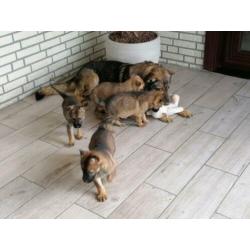 duitse herderpups olga van blutsenhof x gandhi sicajahome