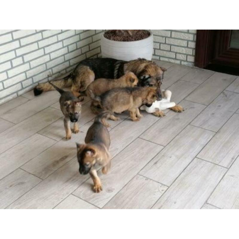 duitse herderpups olga van blutsenhof x gandhi sicajahome