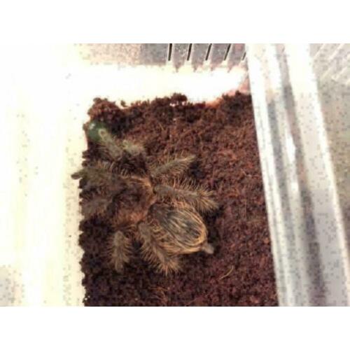 Brachypelma Albopilosum S vogelspin