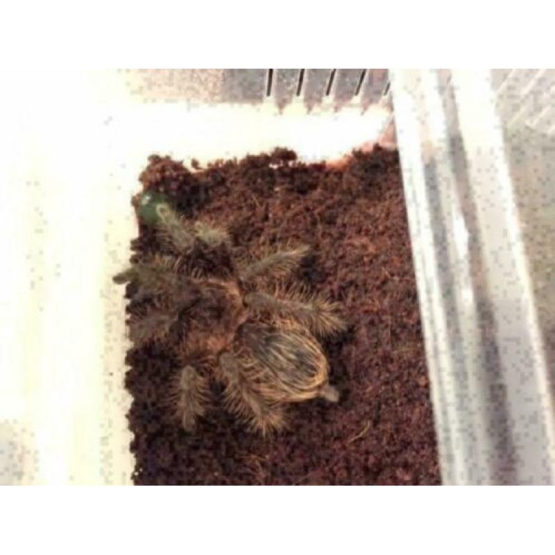 Brachypelma Albopilosum S vogelspin
