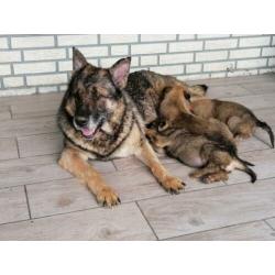 duitse herderpups olga van blutsenhof x gandhi sicajahome