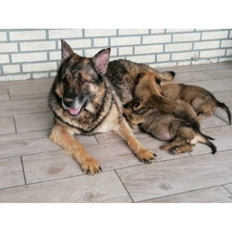duitse herderpups olga van blutsenhof x gandhi sicajahome