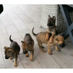 duitse herderpups olga van blutsenhof x gandhi sicajahome