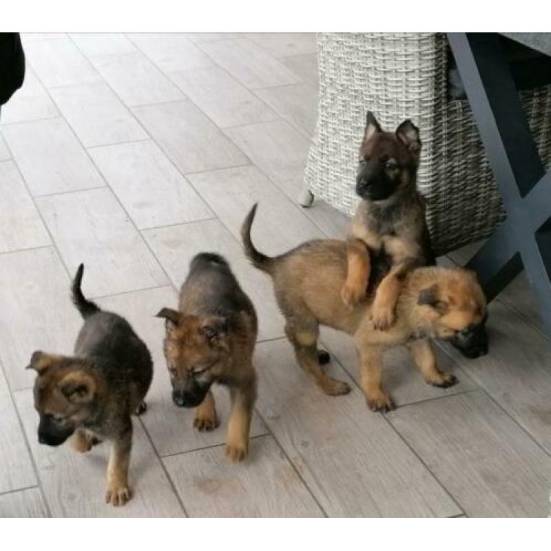 duitse herderpups olga van blutsenhof x gandhi sicajahome