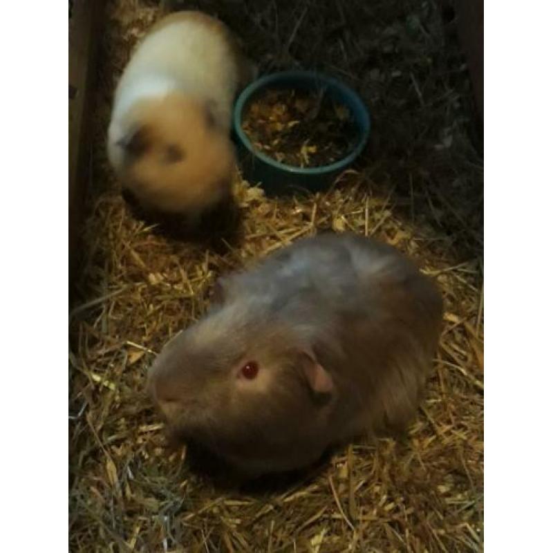 Cavia konijn hok kooi