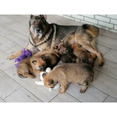 duitse herderpups olga van blutsenhof x gandhi sicajahome