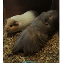 Cavia konijn hok kooi