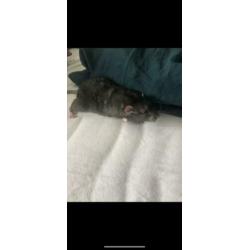 2 mannelijke ratten te koop