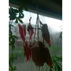 BEGONIA MACULATA/POLKADOT/STIPPENPLANT - stekken te koop