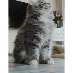 Prachtig lowlander kitten, meisje