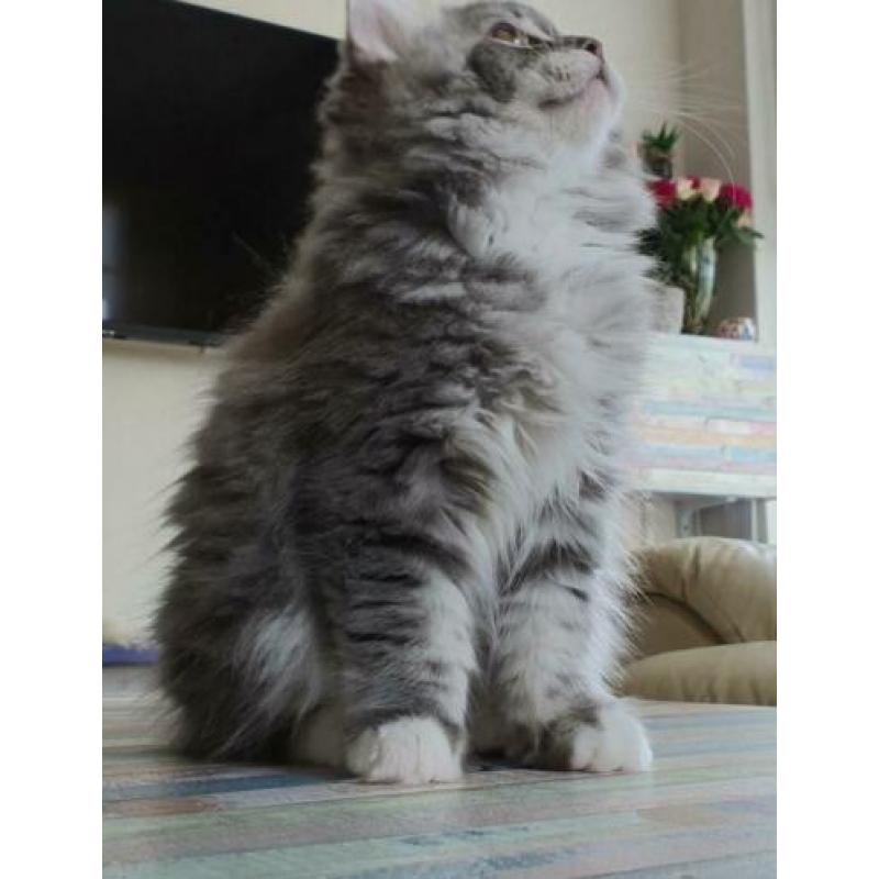 Prachtig lowlander kitten, meisje