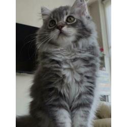 Prachtig lowlander kitten, meisje