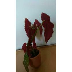 BEGONIA MACULATA/POLKADOT/STIPPENPLANT - stekken te koop