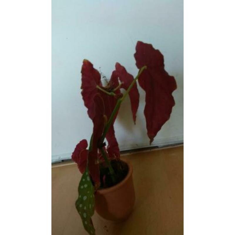 BEGONIA MACULATA/POLKADOT/STIPPENPLANT - stekken te koop