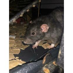 2 mannelijke ratten te koop