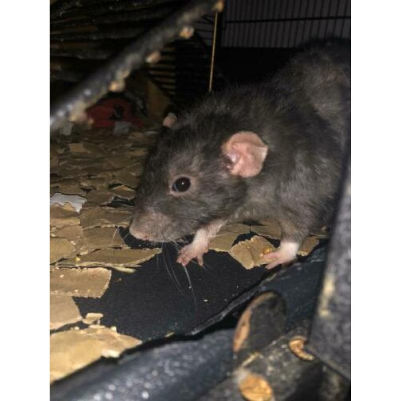 2 mannelijke ratten te koop
