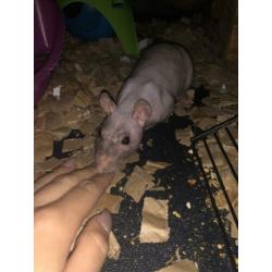2 mannelijke ratten te koop