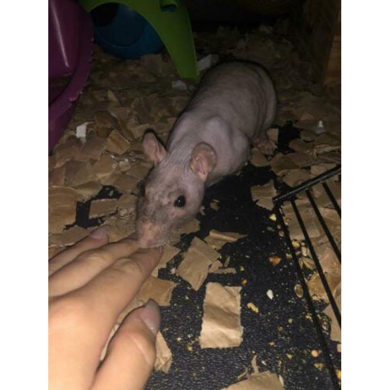 2 mannelijke ratten te koop