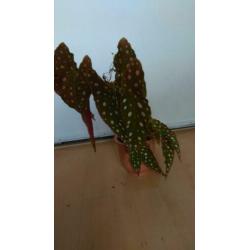 BEGONIA MACULATA/POLKADOT/STIPPENPLANT - stekken te koop