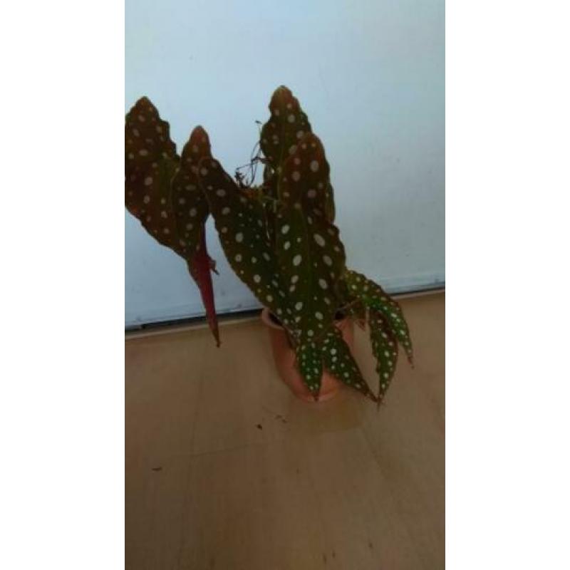 BEGONIA MACULATA/POLKADOT/STIPPENPLANT - stekken te koop
