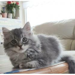 Prachtig lowlander kitten, meisje