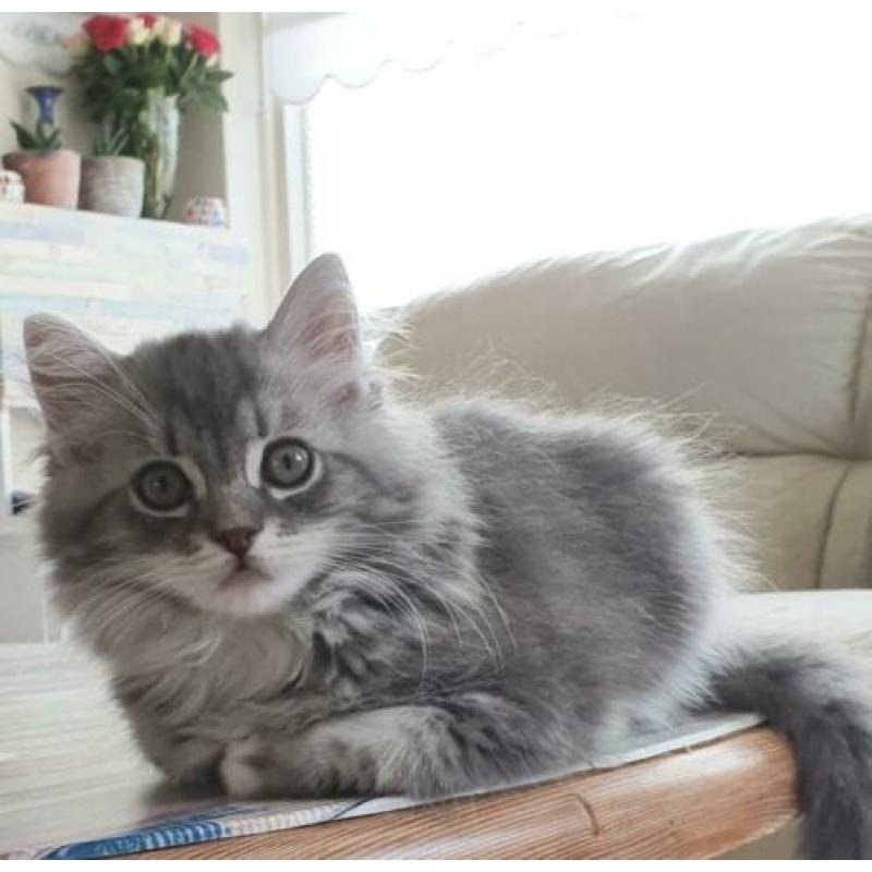 Prachtig lowlander kitten, meisje