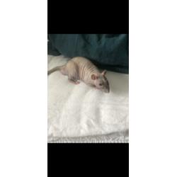 2 mannelijke ratten te koop