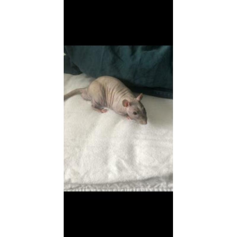 2 mannelijke ratten te koop