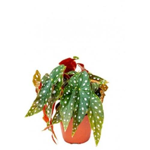 BEGONIA MACULATA/POLKADOT/STIPPENPLANT - stekken te koop