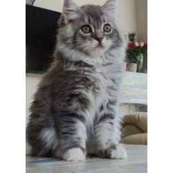 Prachtig lowlander kitten, meisje