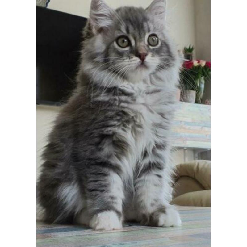 Prachtig lowlander kitten, meisje