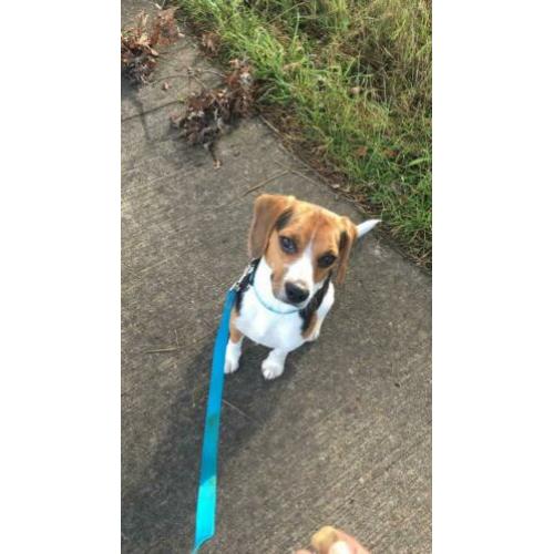 Beagle met hart van goud