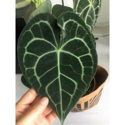 anthurium clarinervium ( groot maat )