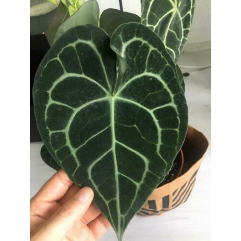 anthurium clarinervium ( groot maat )