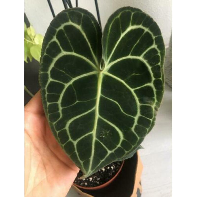 anthurium clarinervium ( groot maat )
