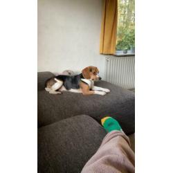Beagle met hart van goud