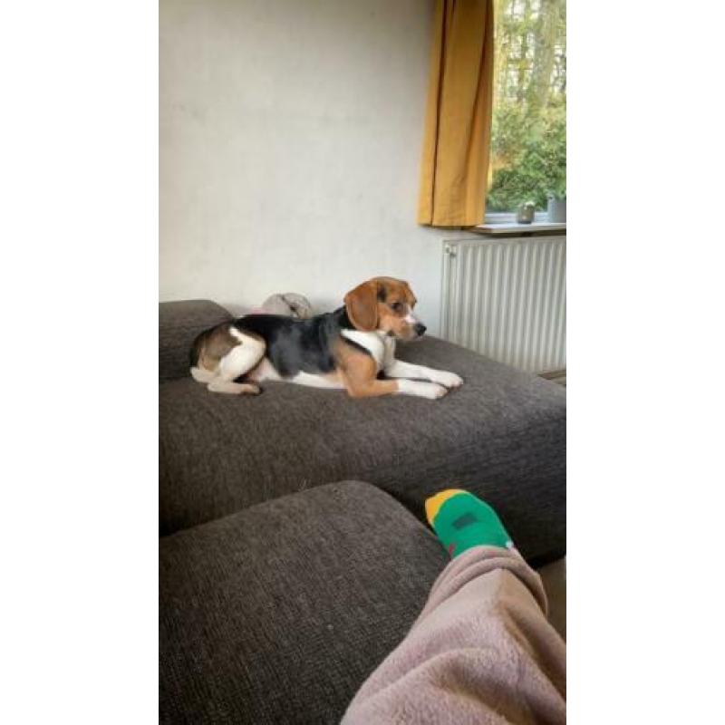 Beagle met hart van goud