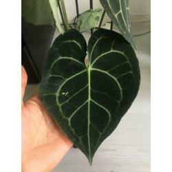 anthurium clarinervium ( groot maat )