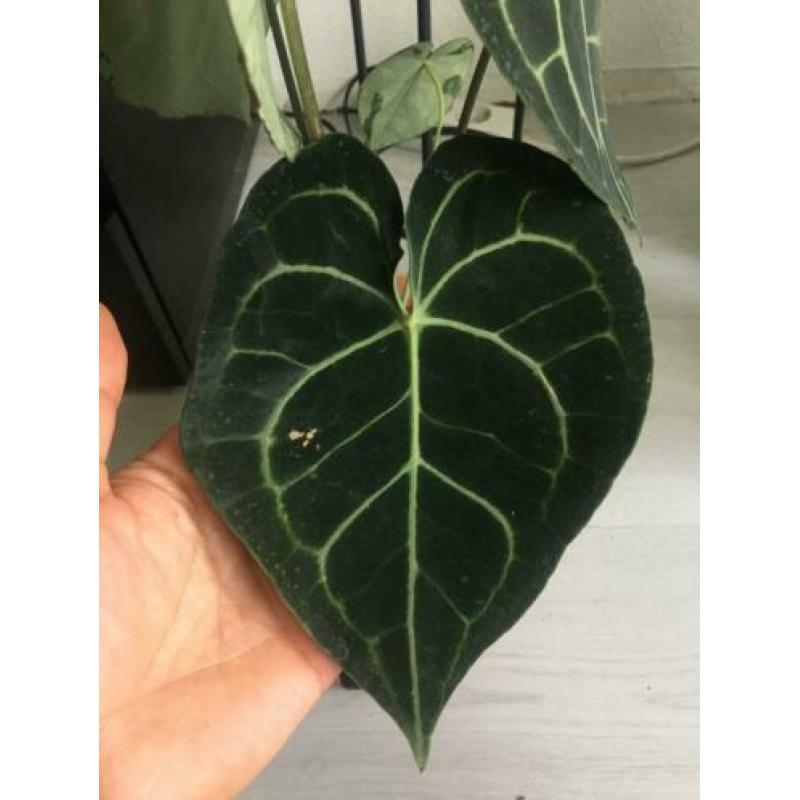 anthurium clarinervium ( groot maat )