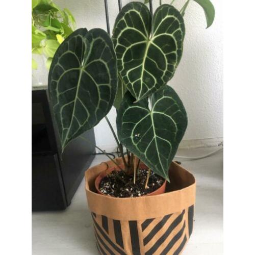 anthurium clarinervium ( groot maat )