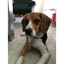 Beagle met hart van goud