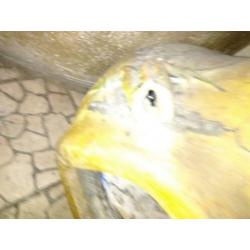 Mexicaanse haarden 2x stuks