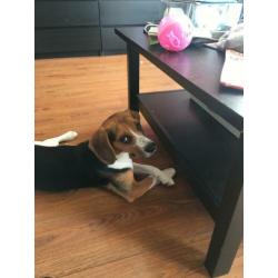 Beagle met hart van goud