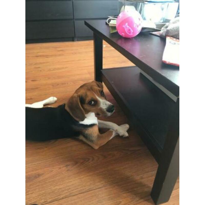 Beagle met hart van goud