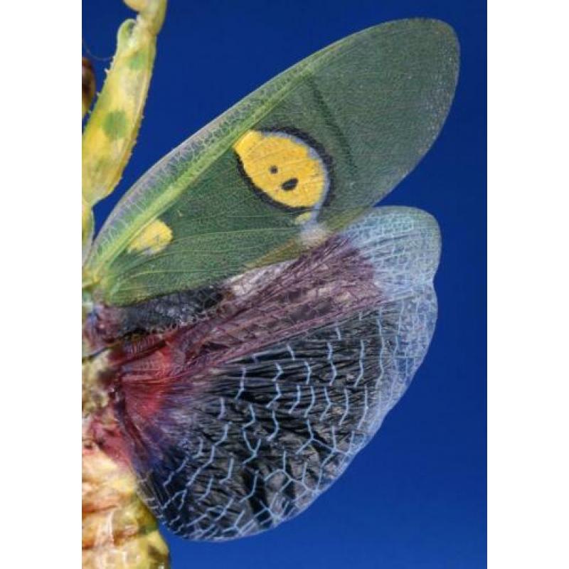 Bidsprinkhaan schedel kado vlinder origineel bloem leuk mooi