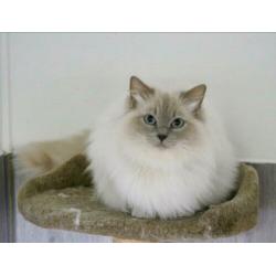 Ter dekking: Ragdoll Lilac point Mink dekkater met stamboom