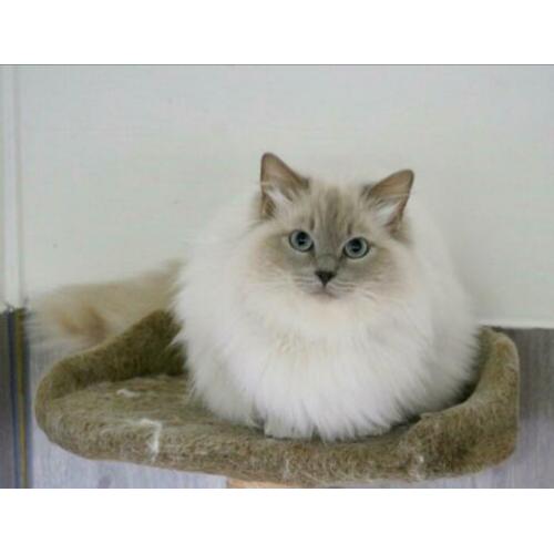 Ter dekking: Ragdoll Lilac point Mink dekkater met stamboom