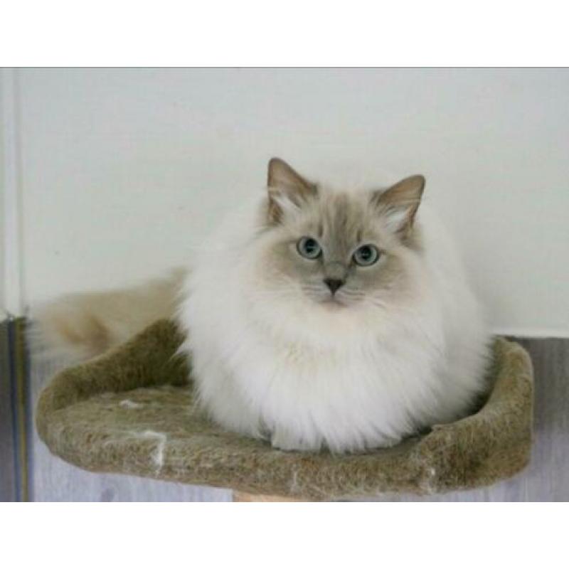 Ter dekking: Ragdoll Lilac point Mink dekkater met stamboom